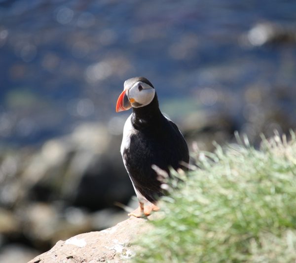 Puffins in Iceland  Borgarfjörður eystri